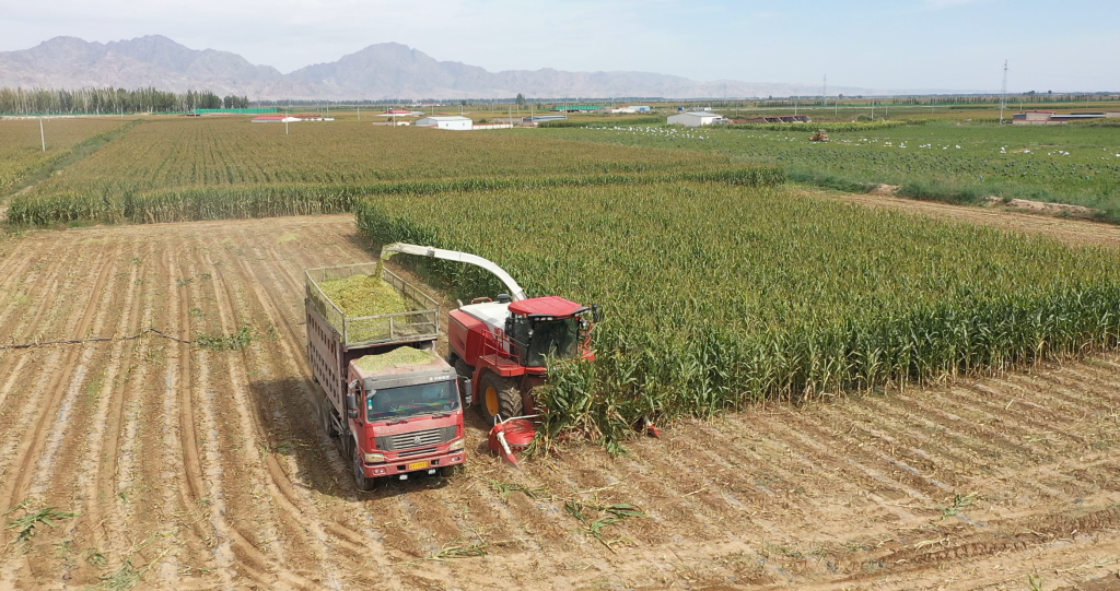 雷沃谷神自走式青貯機
