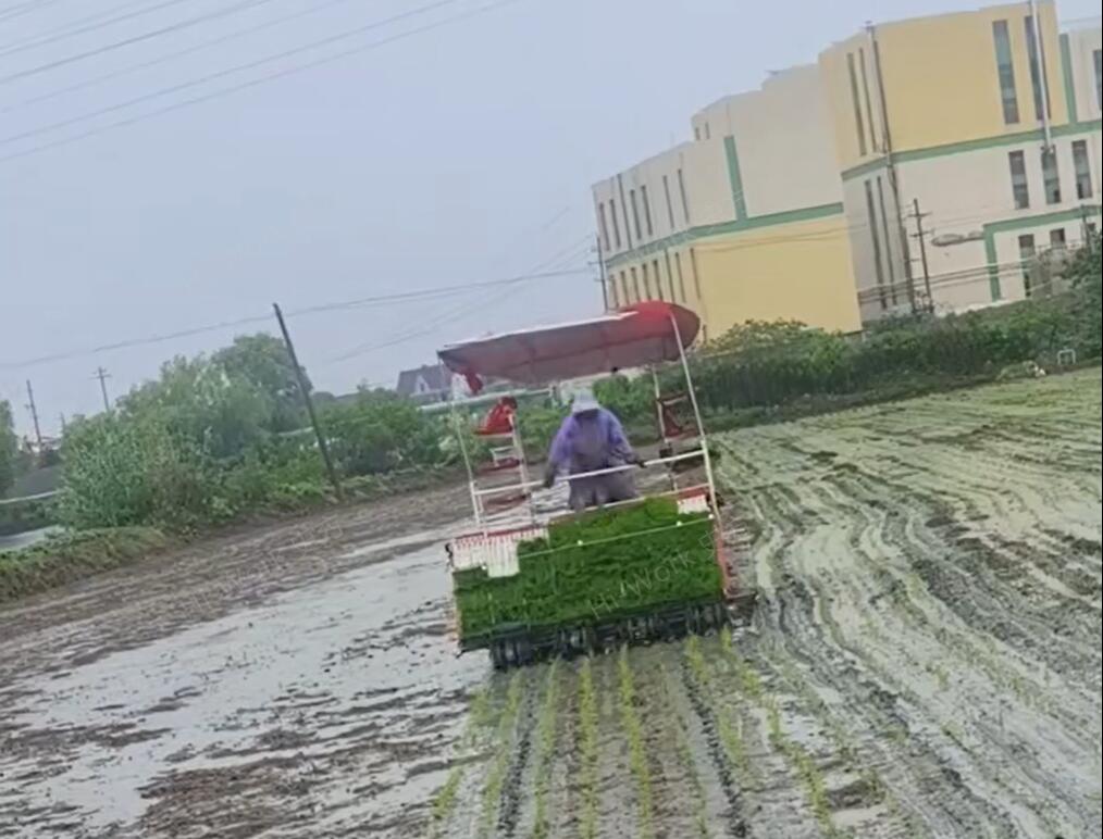浙江嘉興大8行插秧機(jī)作業(yè)中