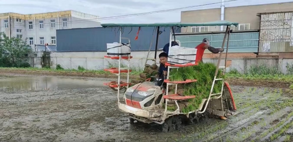 江蘇靖江雷沃小8行雜交水稻作業(yè)中，效果效率都相當(dāng)好